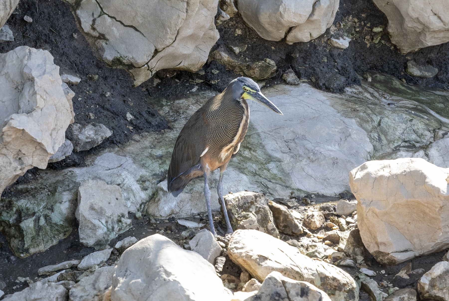 Tiger Heron, Liberia, Costa Rica